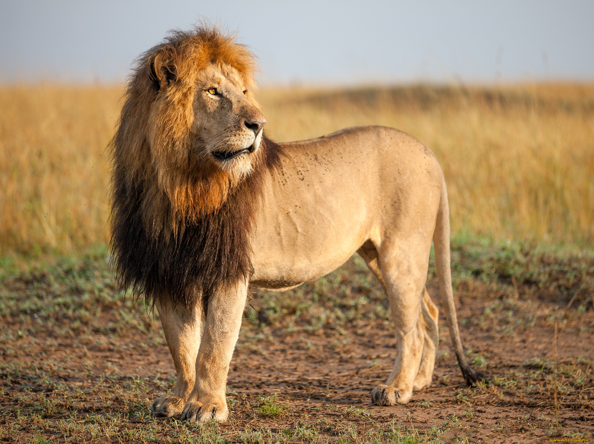 фото африканских львов